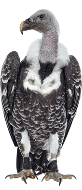 Bird illustration