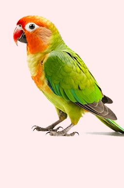Bird Shop
