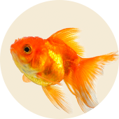 Fish Shop