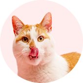 Cat Shop