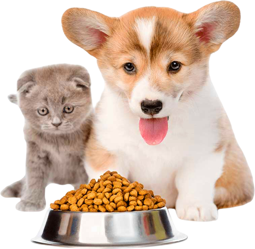 Cat with pet food bowls