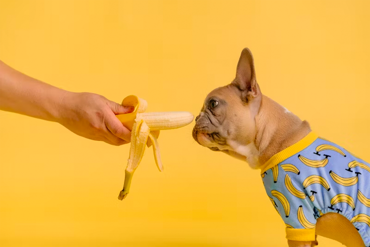 Dog promo image