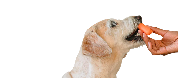 Healthy Pet food